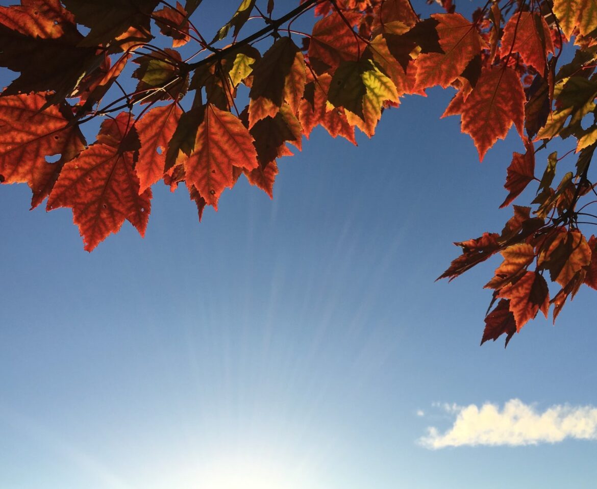 Sunshine In Autumn