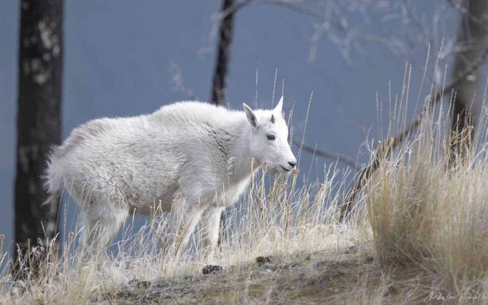 mountain-goat-kid-summerland bc