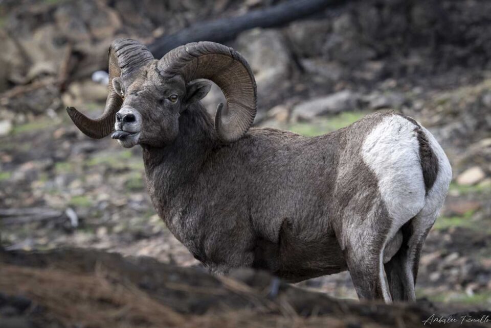 wild-sheep-westside-road-burn