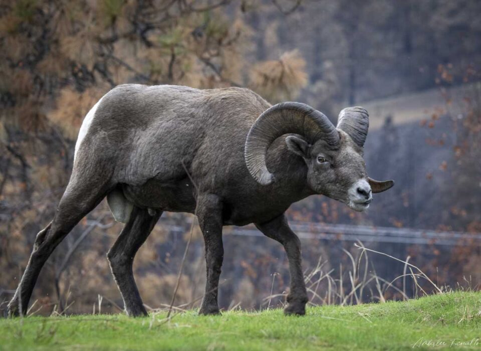 wild-sheep-westside-road-burn