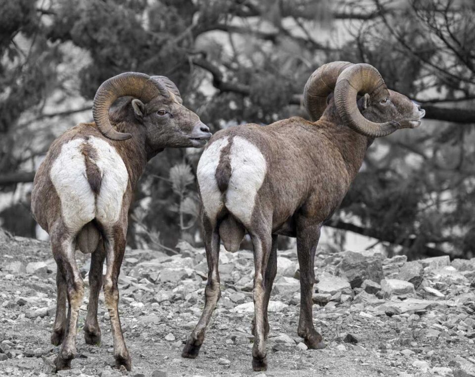 wild-sheep-westside-road-burn