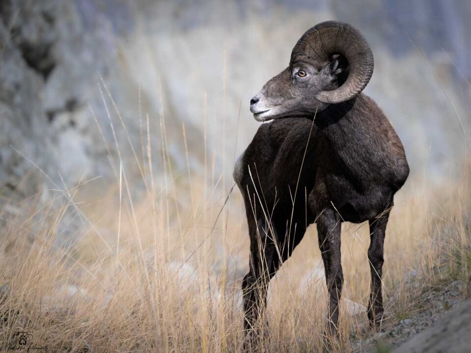 wild-sheep-westside-road-burn